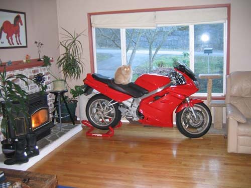Motor a nappaliban a macskával